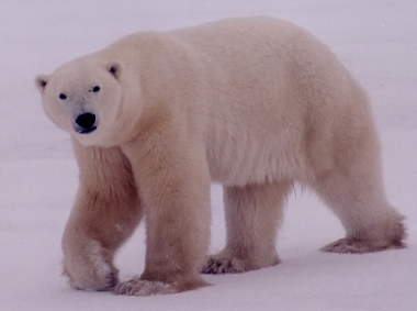 Polar bear