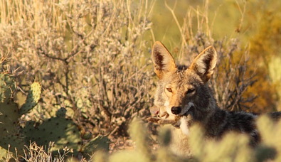 Coyote with rabbit in mouth