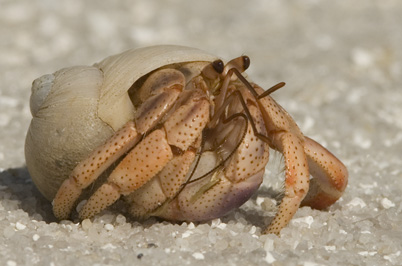 Orange hermit crab in a white shell walking on white sand