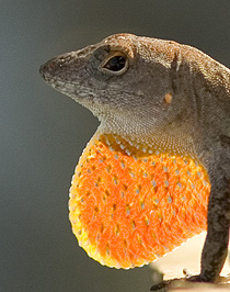 Brown Anole lizard displaying his bright orange throat fan