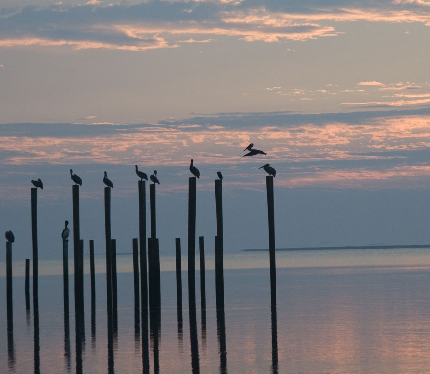 Pelicans on ocean pilings in a pink and blue sunrise