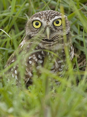 Burrowing Owl with huge eyes