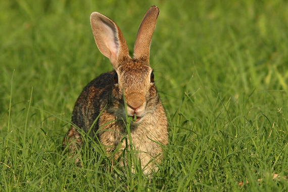 Cottontail rabbit nibbling grass